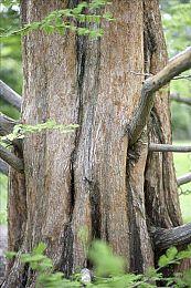 《合金装备：大师合集Vol.1》Xbox版预载开启 容量大小公布